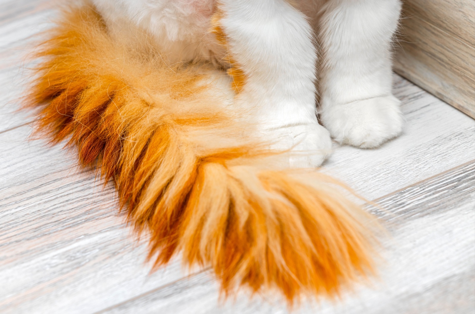 fluffy cat tail