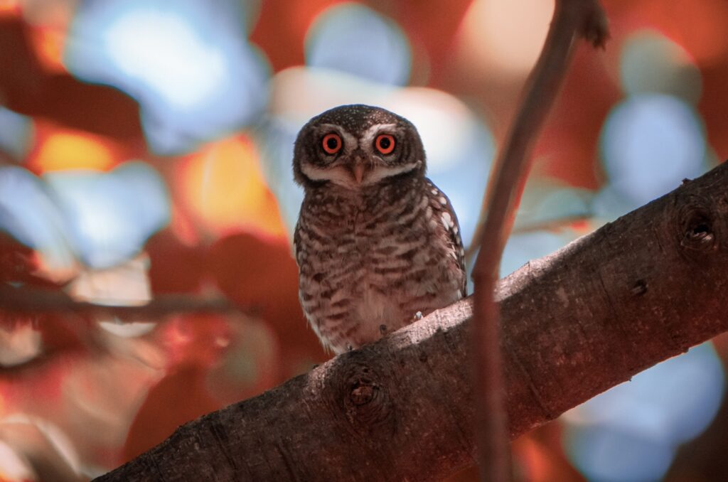 forest owlet