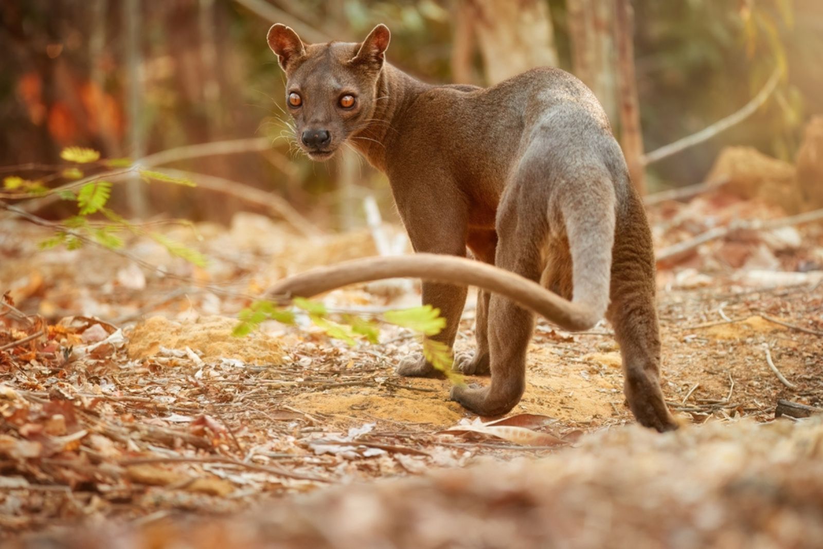 fossa