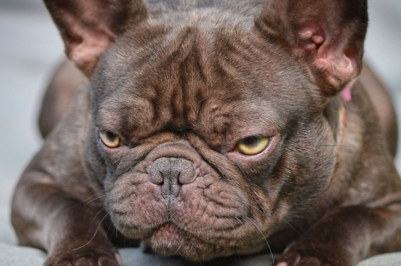 french bulldog