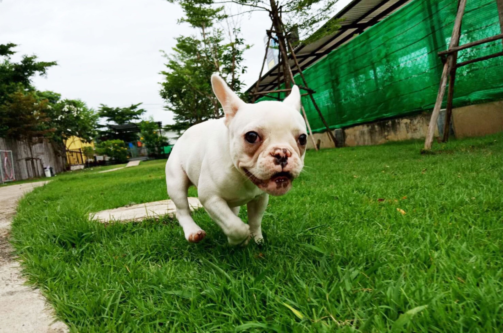 french bulldog pitbull puppy