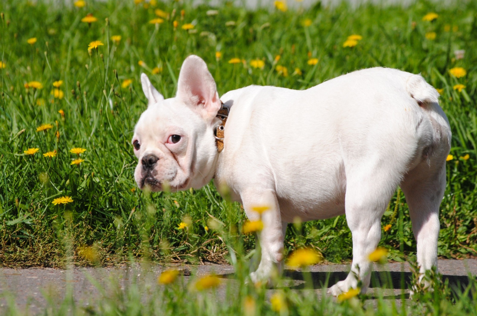 french bulldog pitbull standing on a concrete