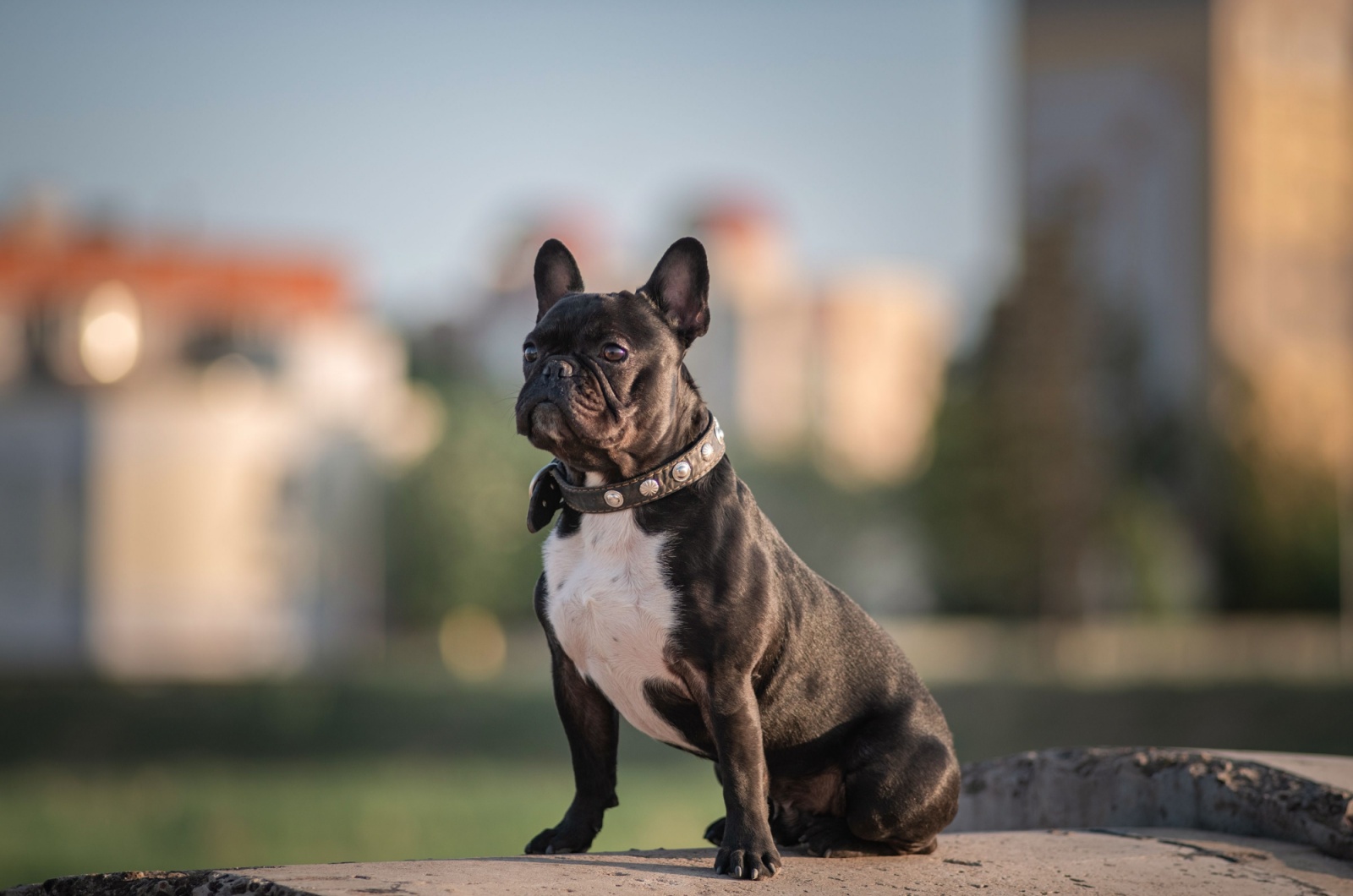 french bulldog x pitbull