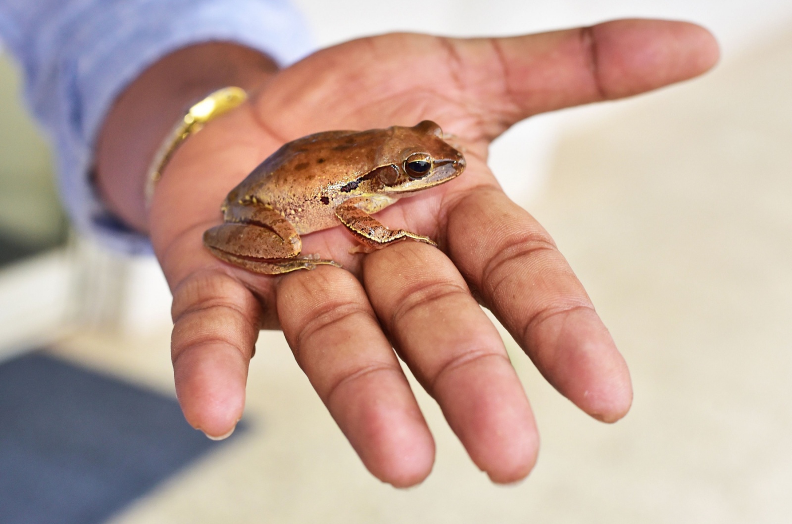 frog and owner