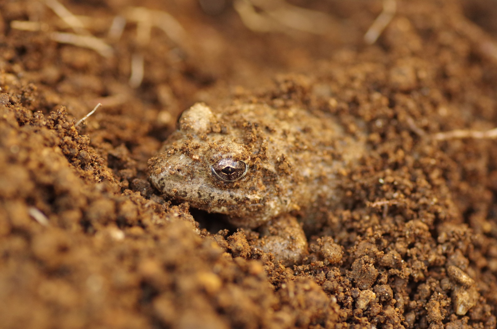 frog hibernating