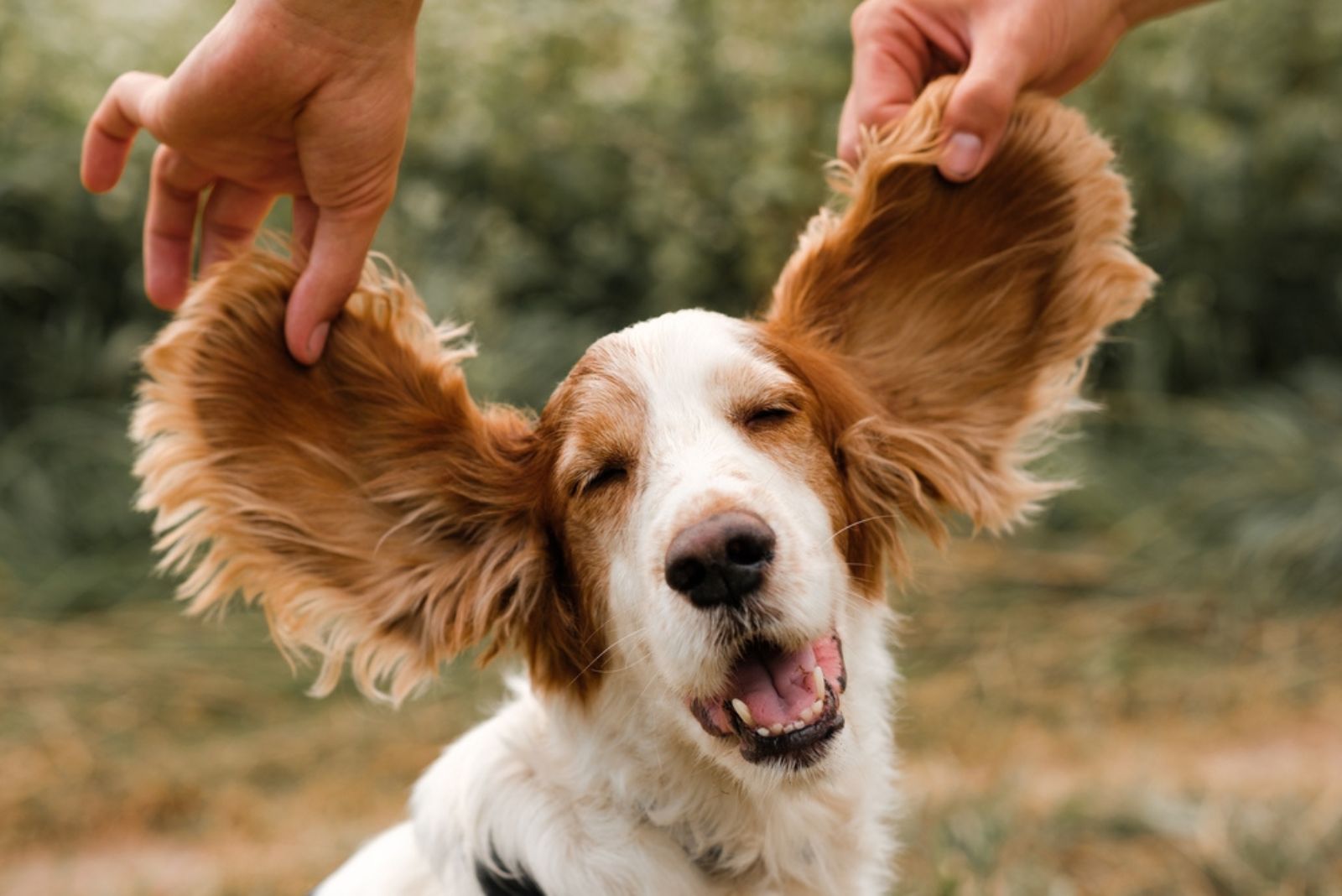 funny dog ears