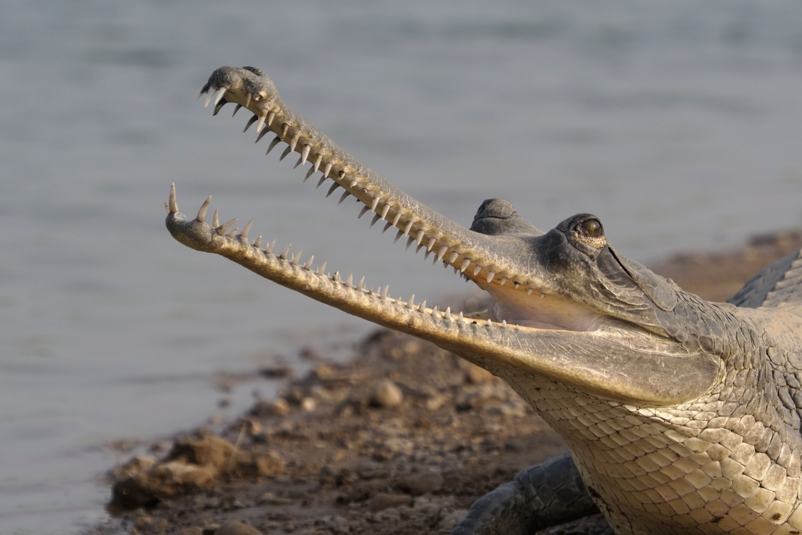 gharial