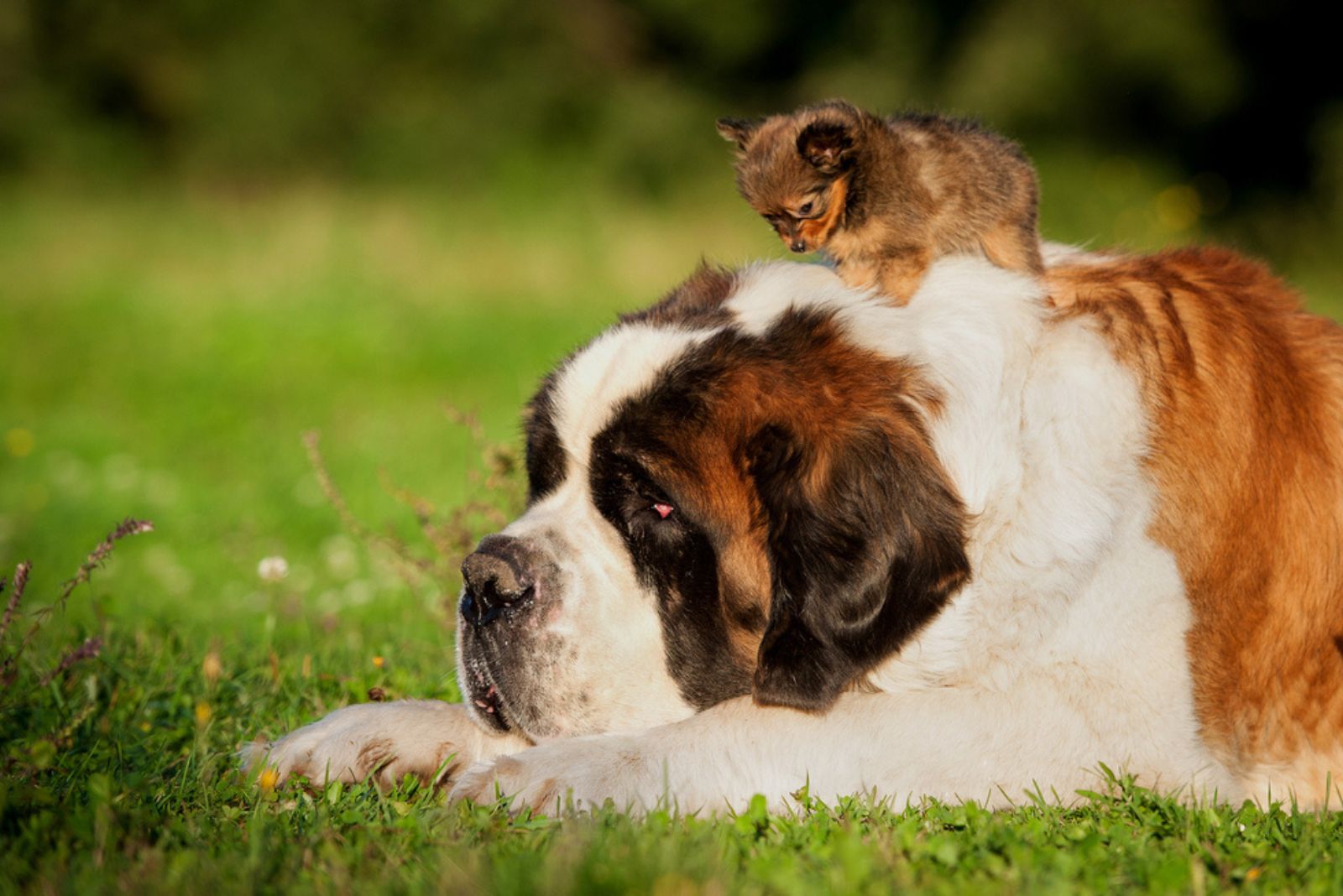 giant dog lying and the tiny dog on his back