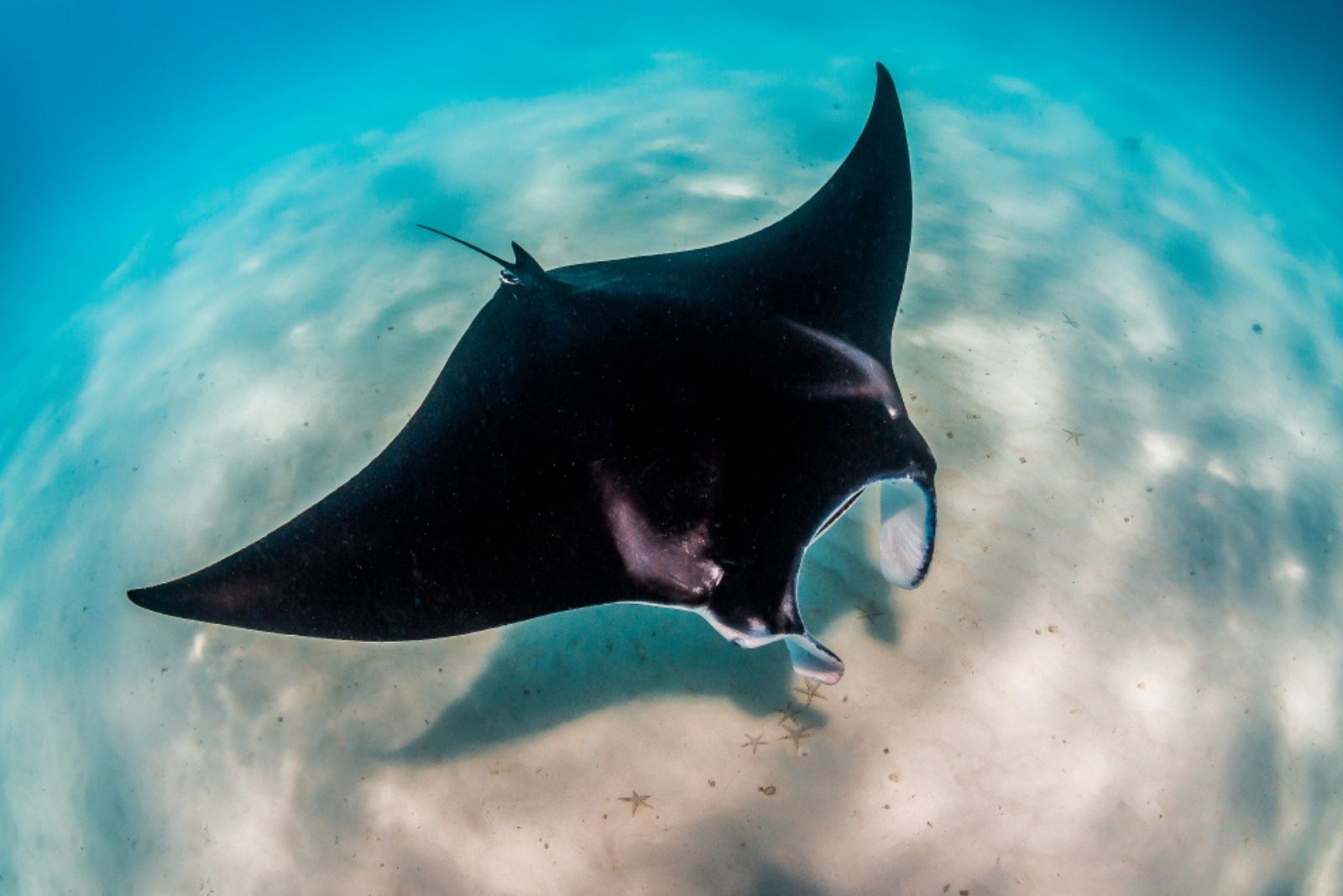 giant manta ray