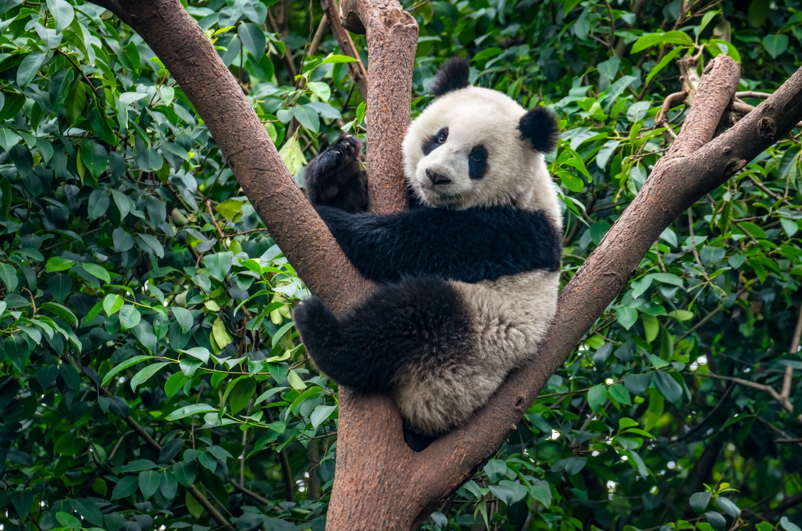 giant panda