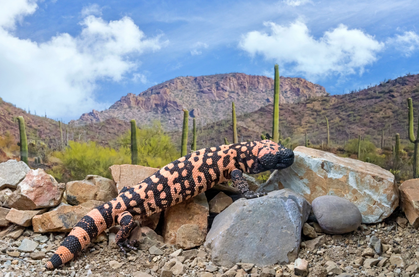 gila monster