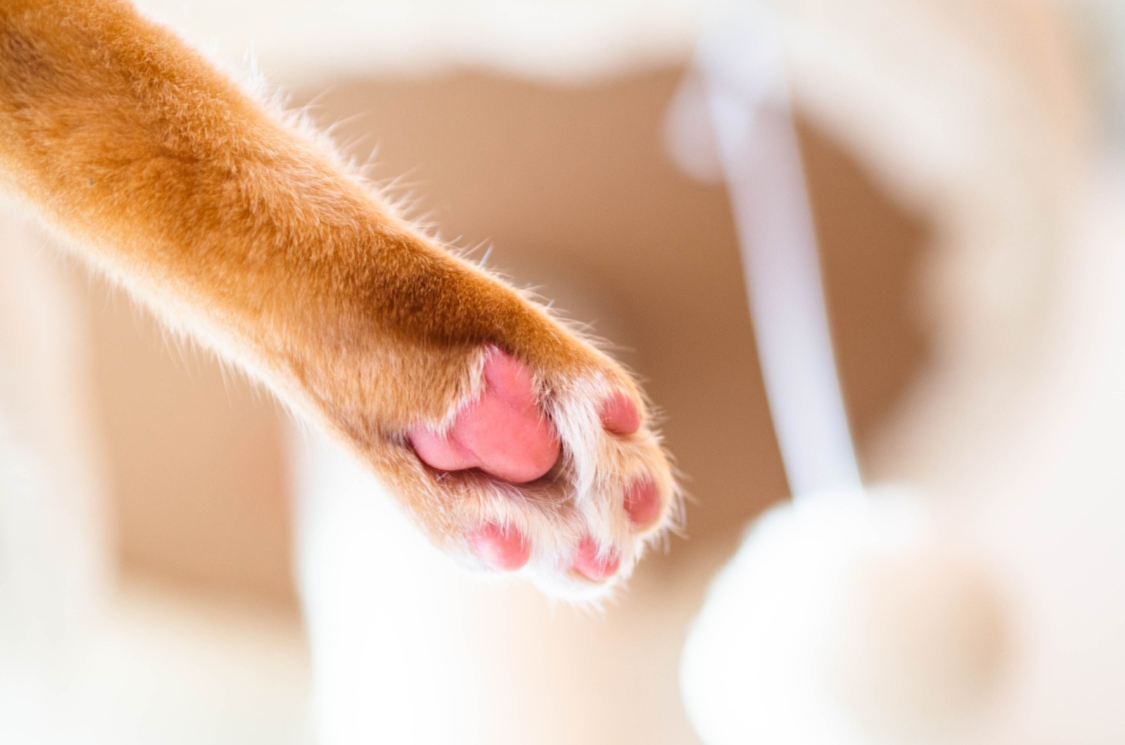 ginger cat paw