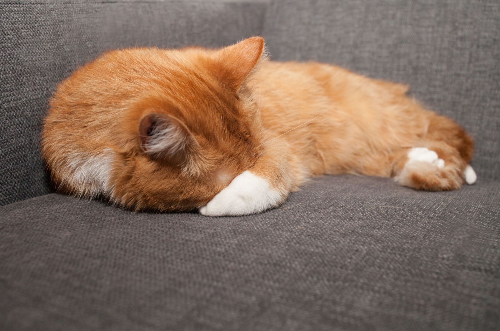 ginger cat sleeping