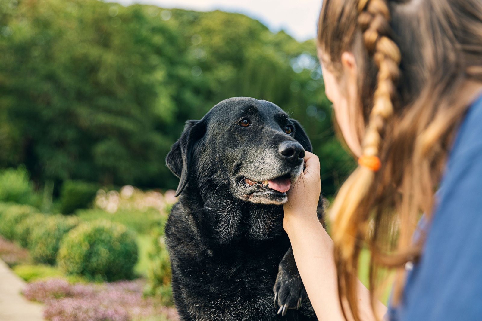 girl petting a senior dog