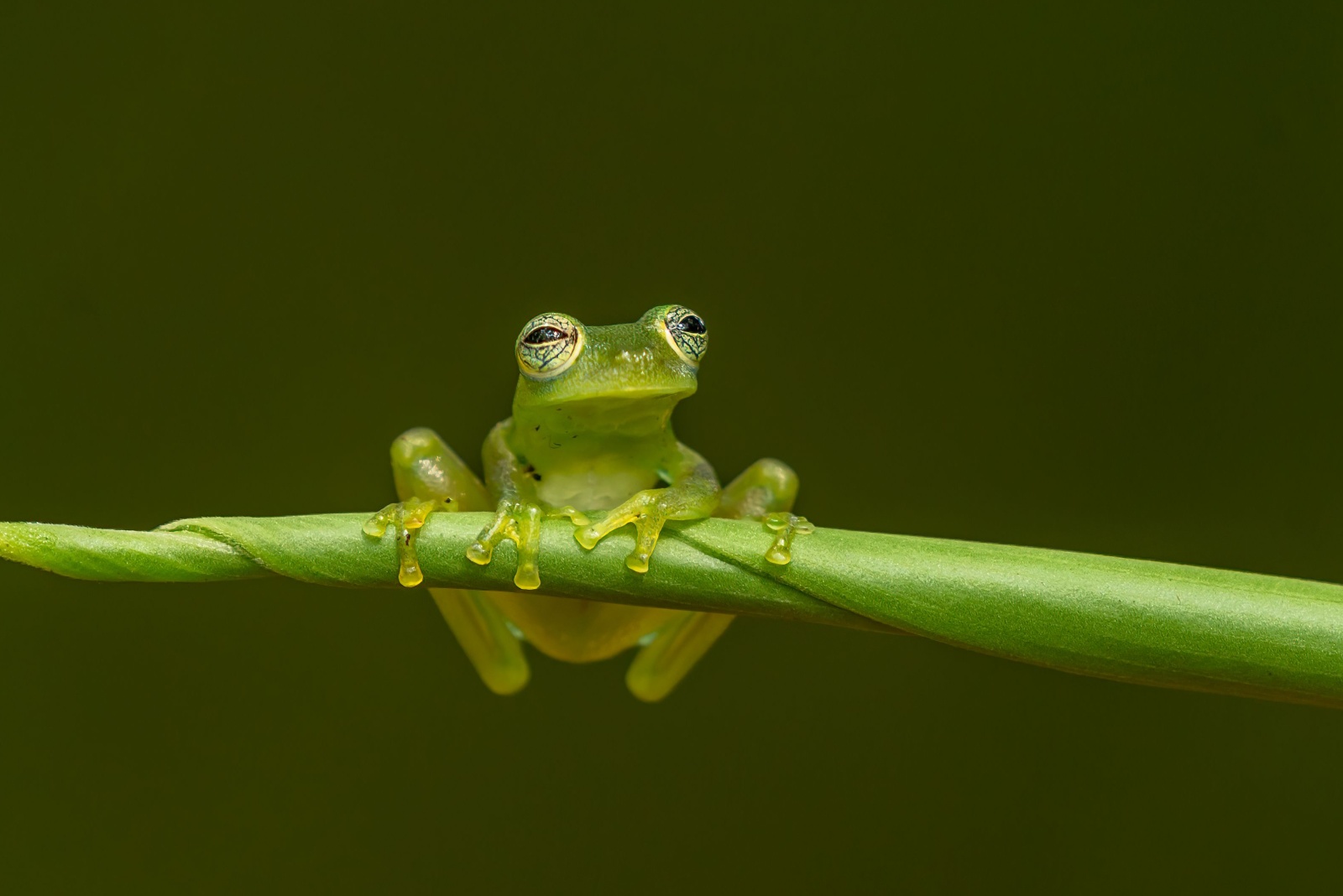 glass frog