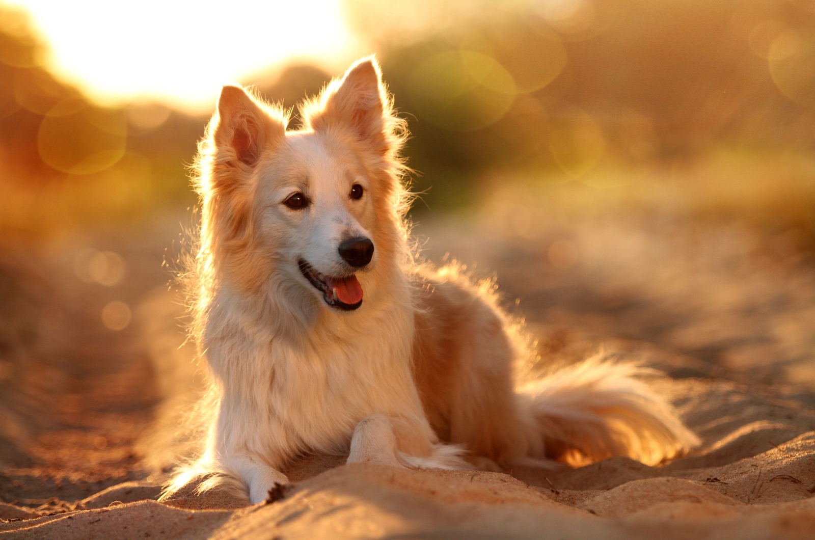 gold border collie