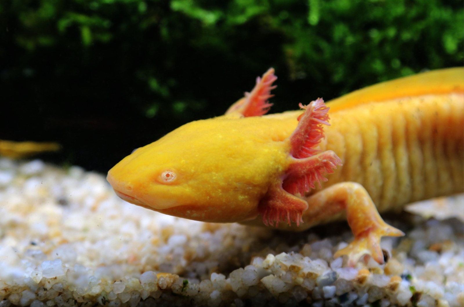 golden axolotl