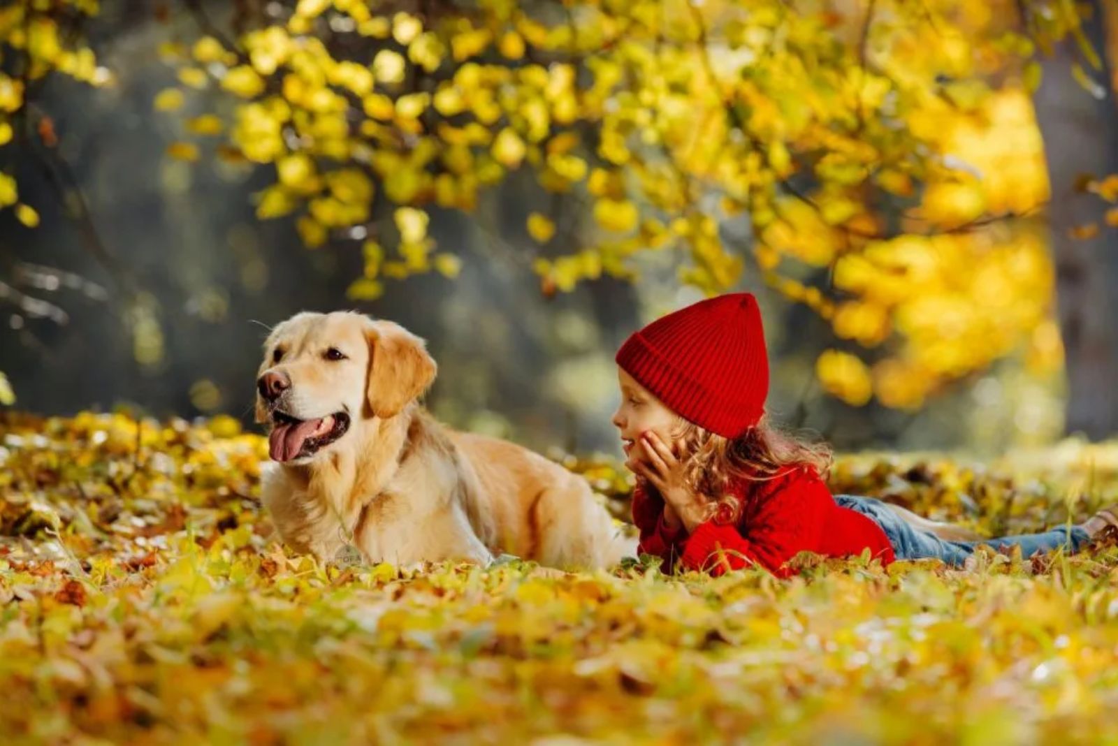 golden retriever and a kid