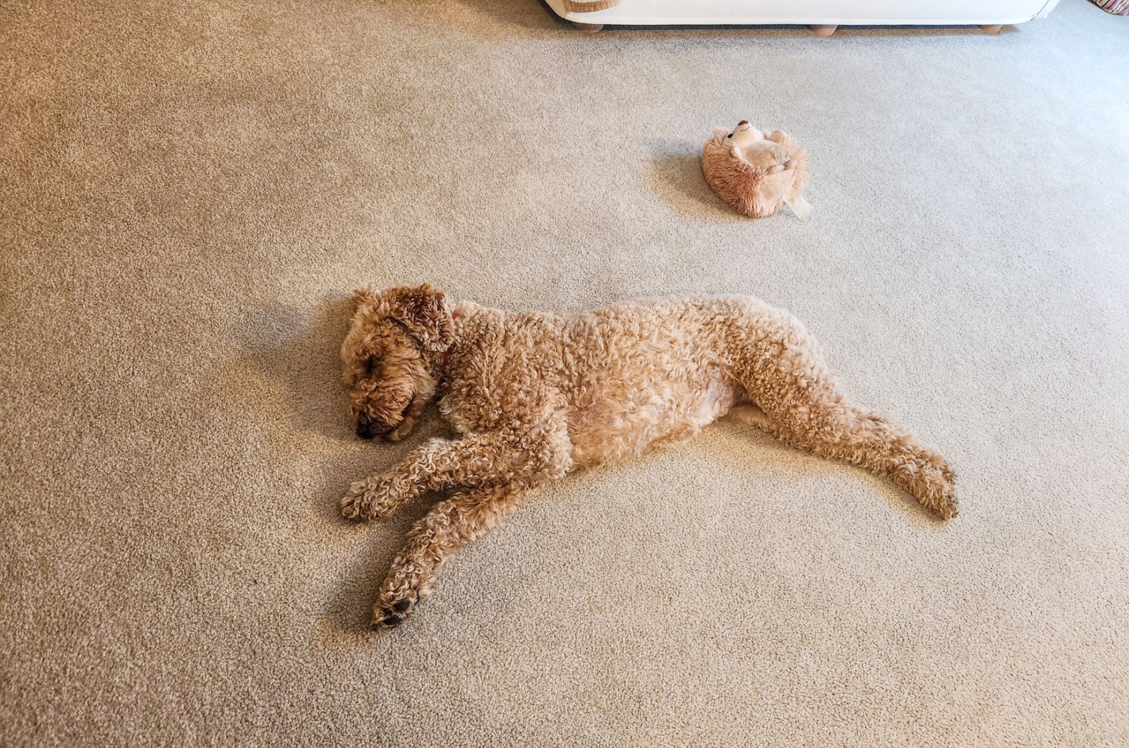 golden retriever and poodle mix