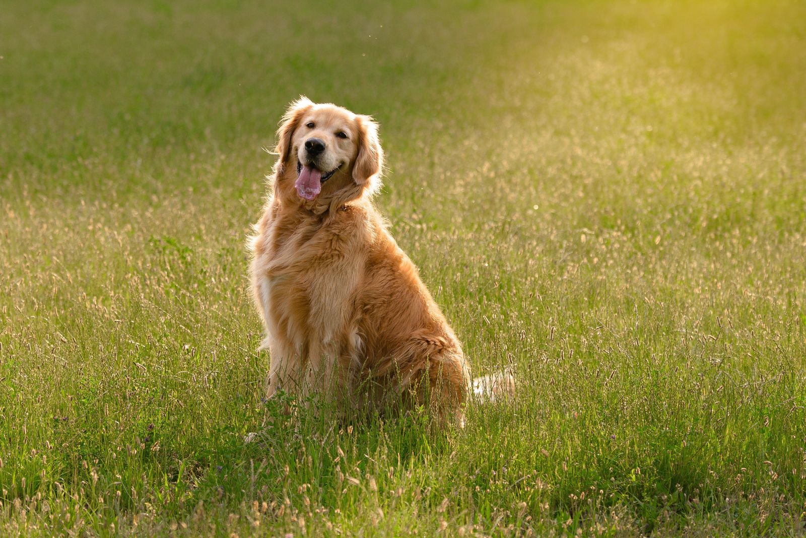 golden retriever in a field