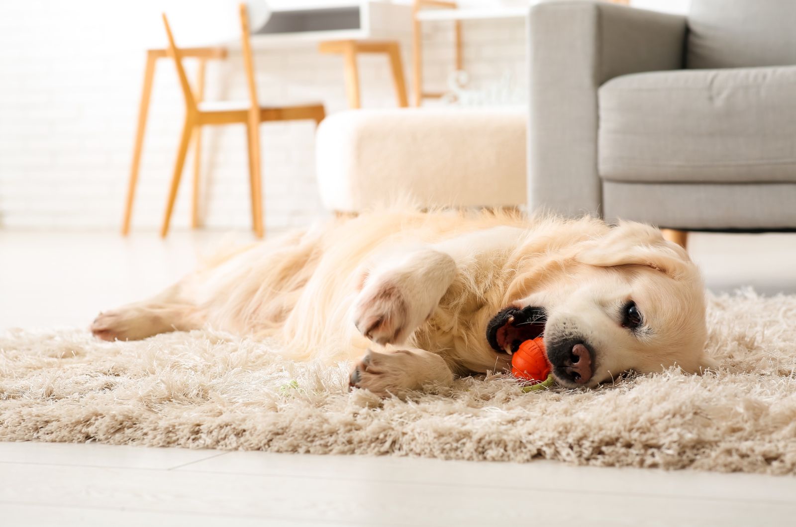 golden retriever playing with toy in living room