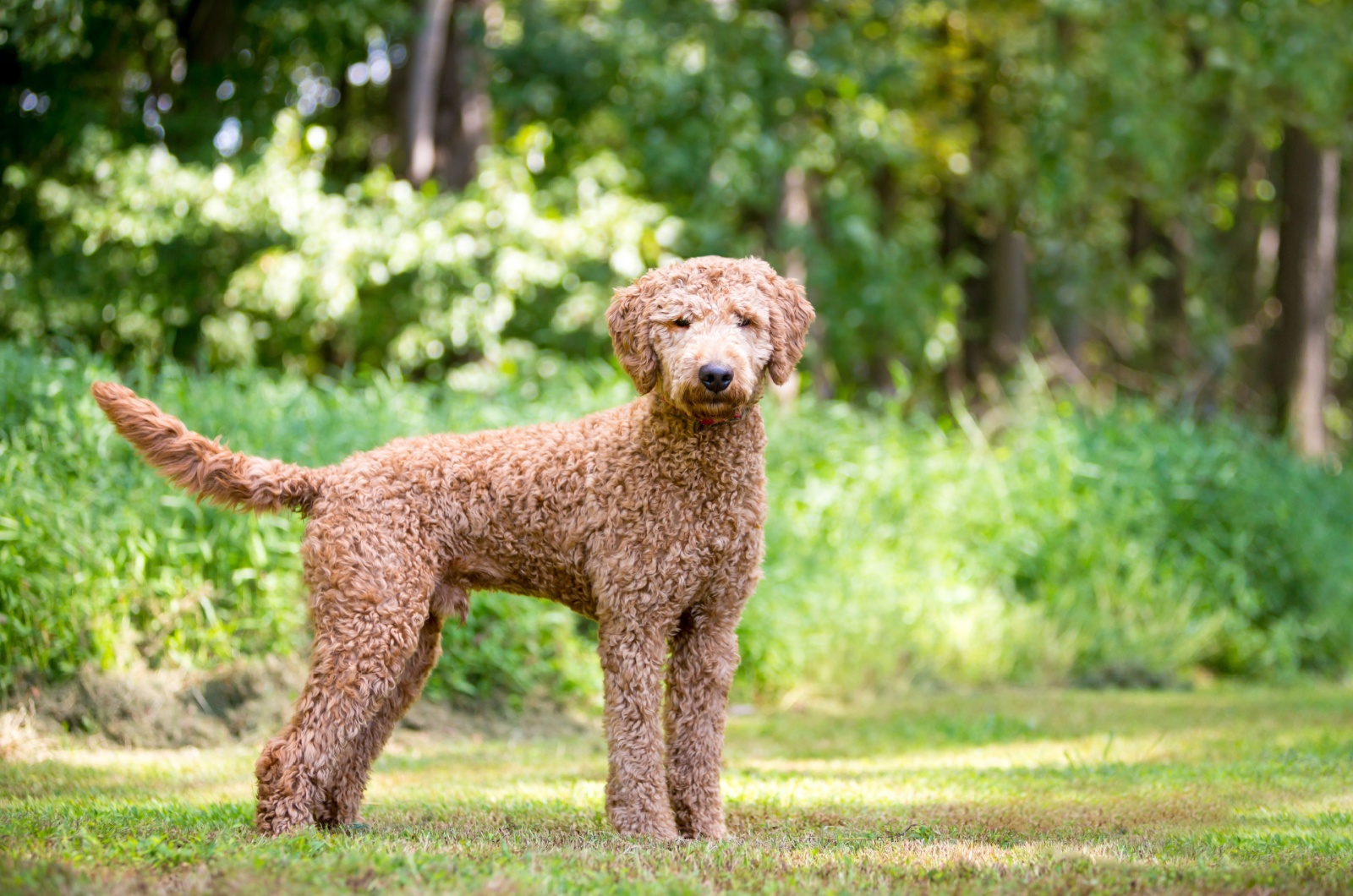 golden retriever x poodle standing