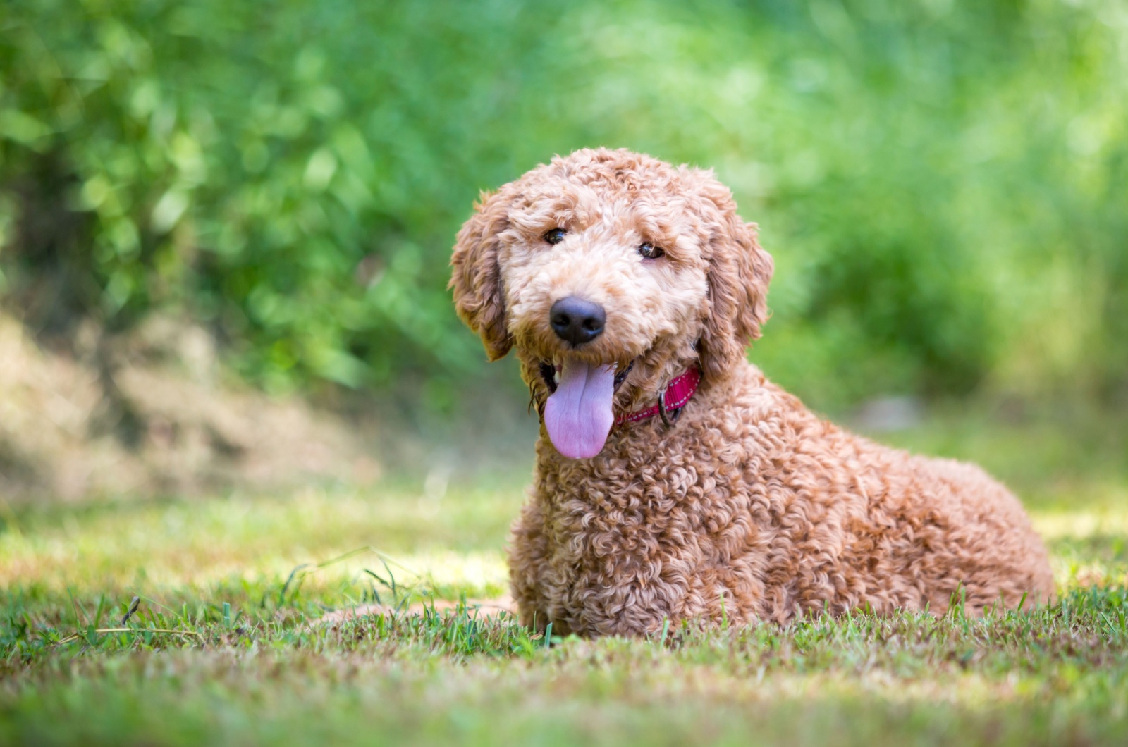 golden retriever x poodle