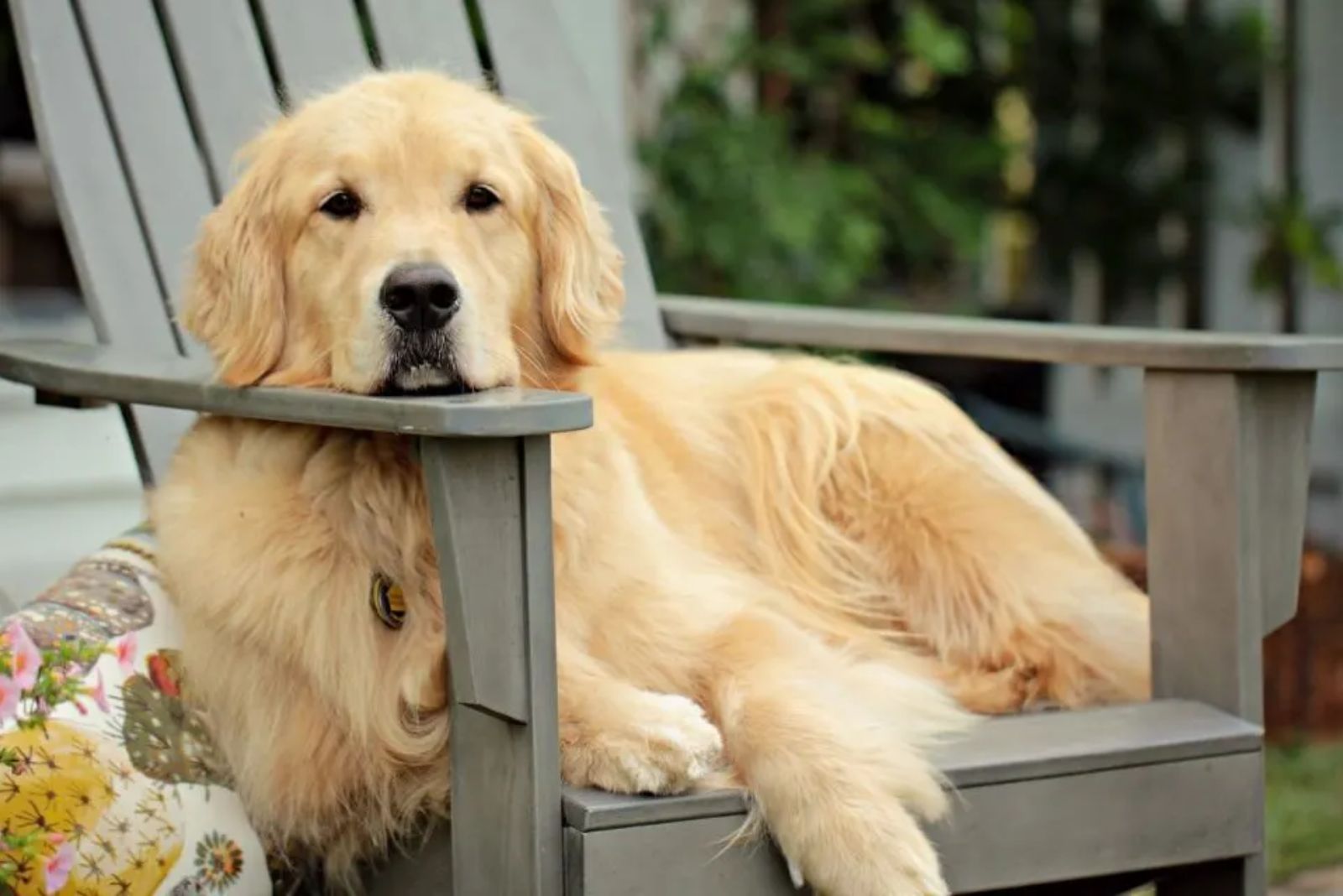 golden sitting on a chair