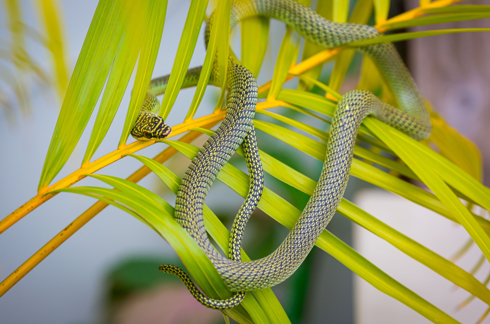 golden tree snake