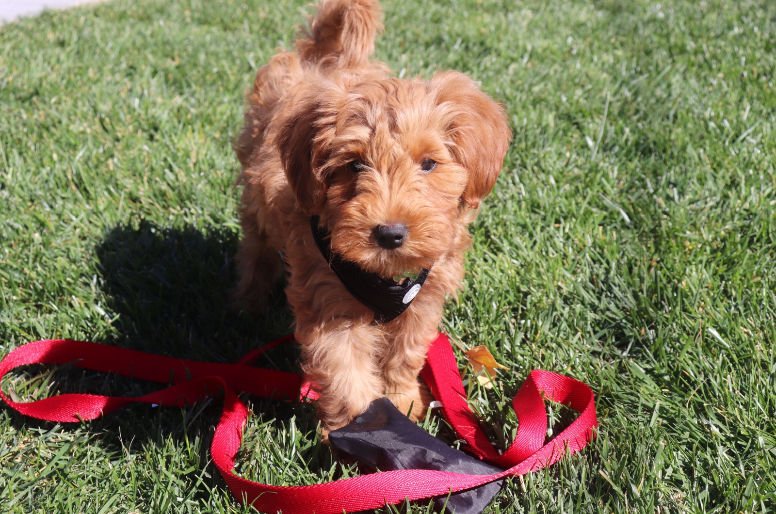 goldendoodle pup