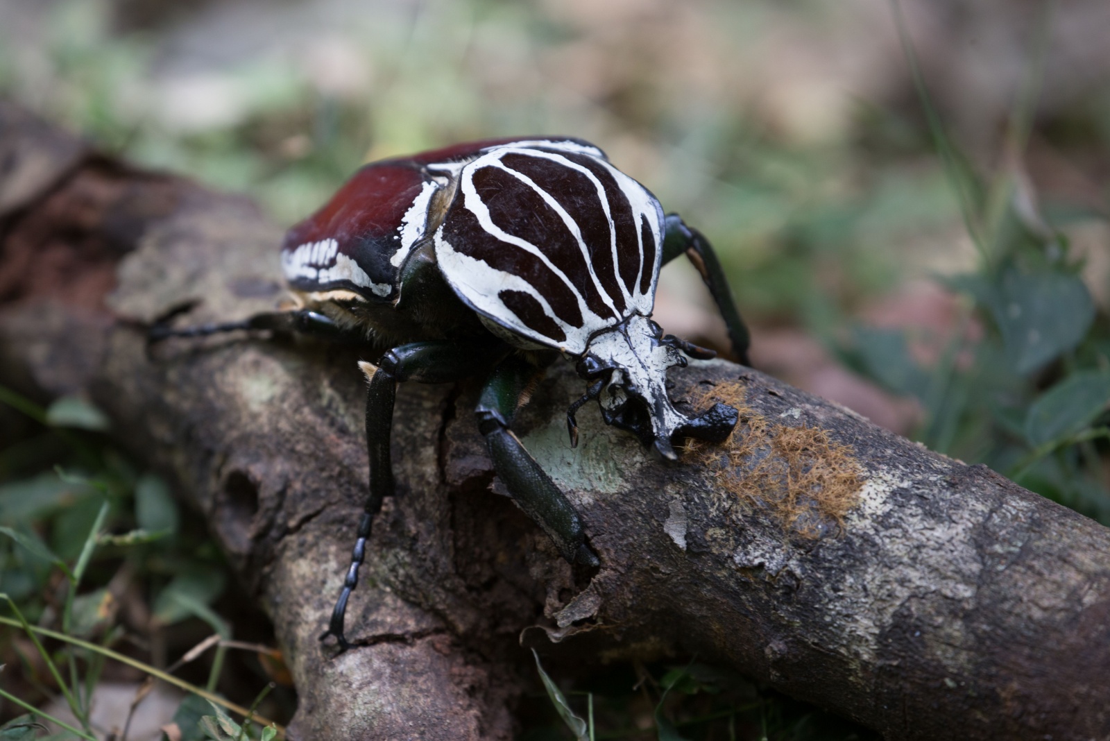 goliath beetle