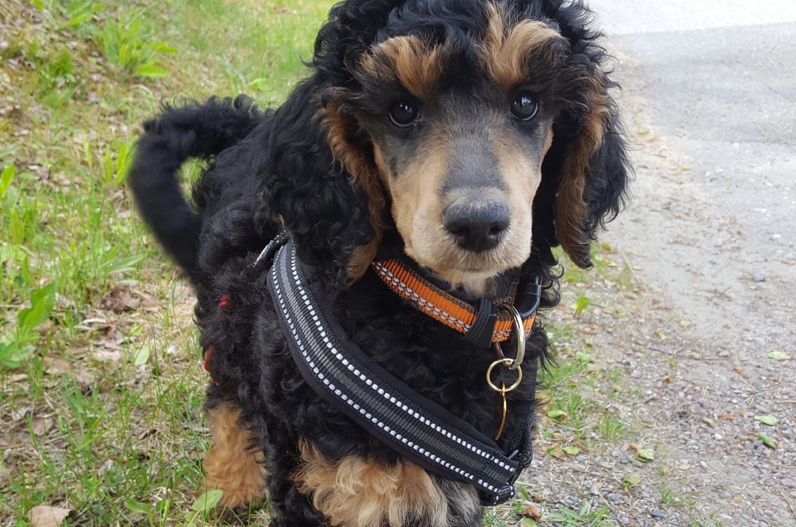 gorgeous phantom poodle