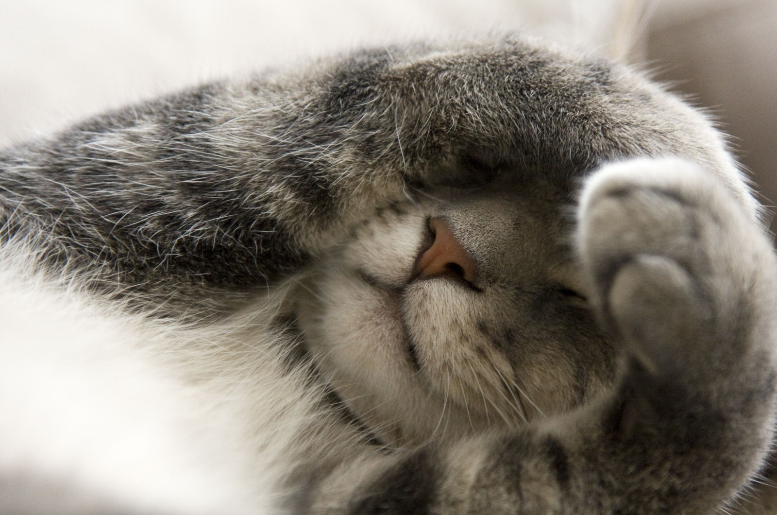 gray cat sleeping