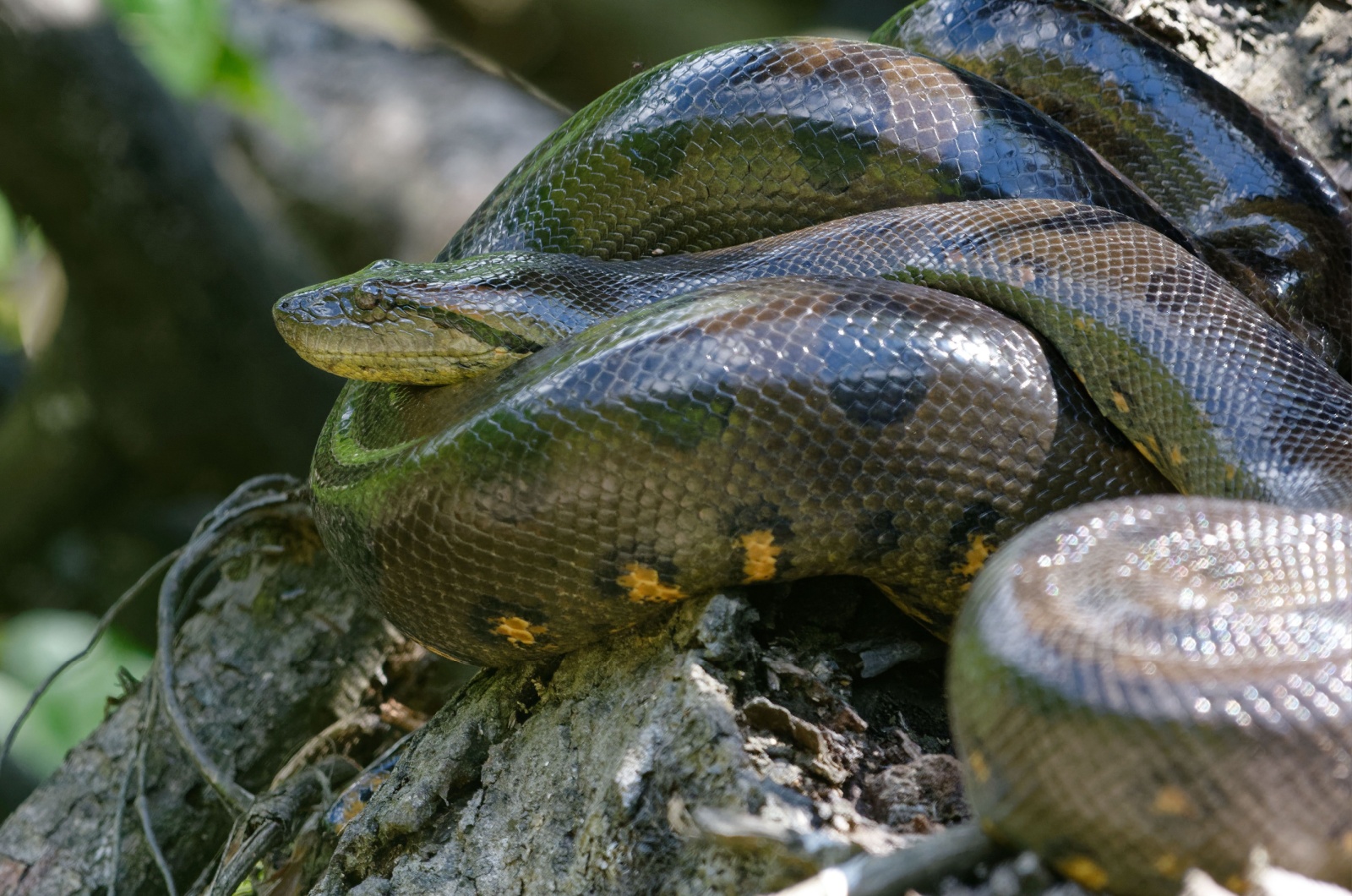 green anaconda