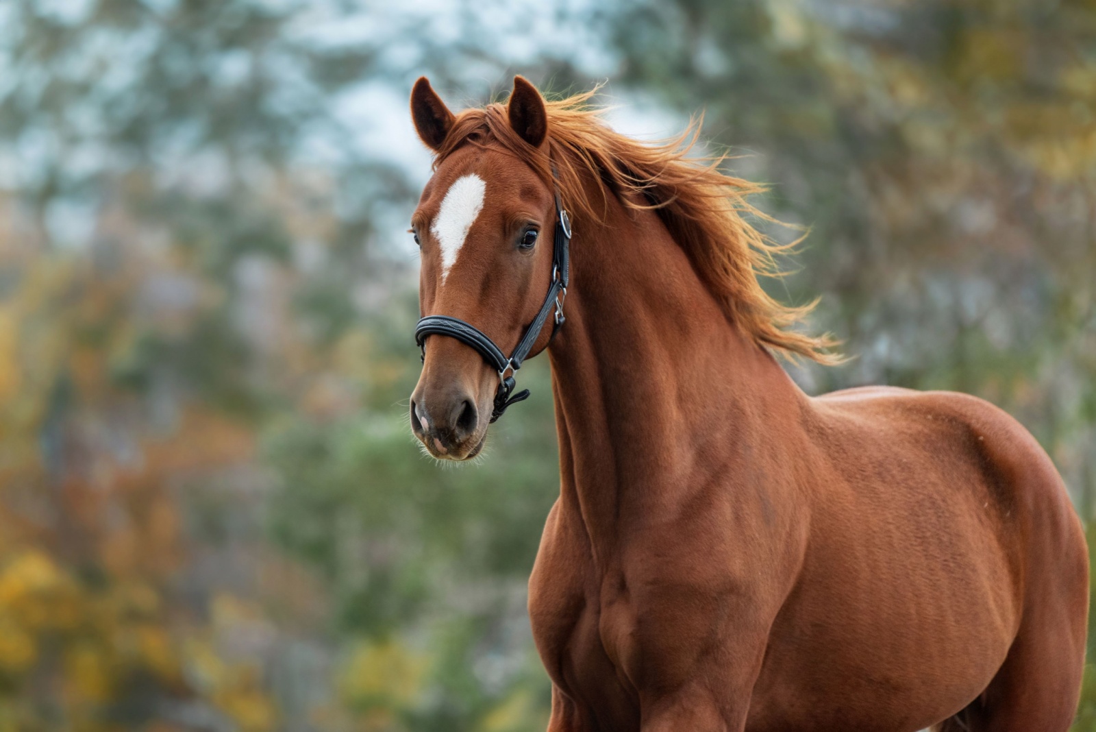 green horse