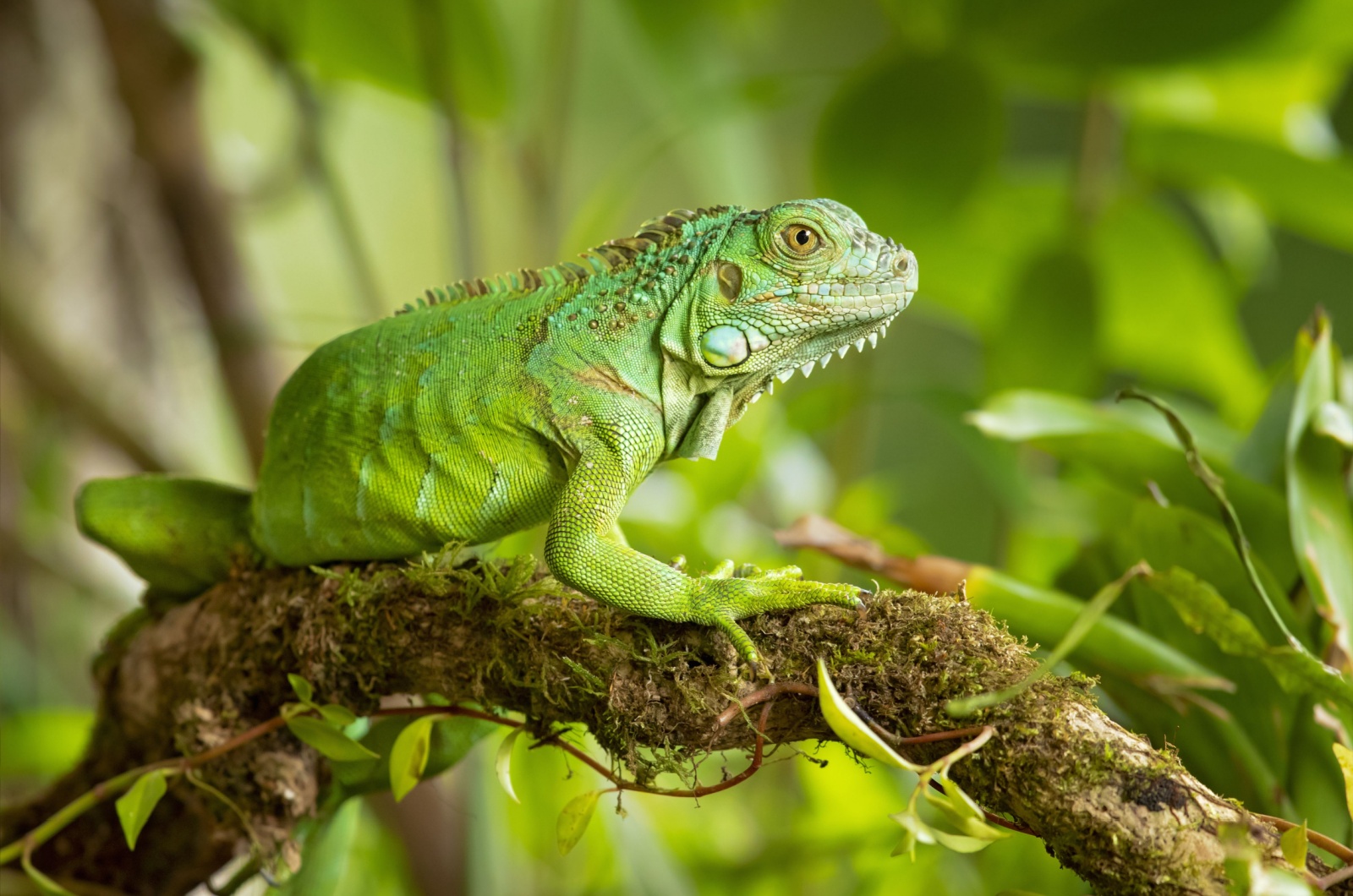 green iguana