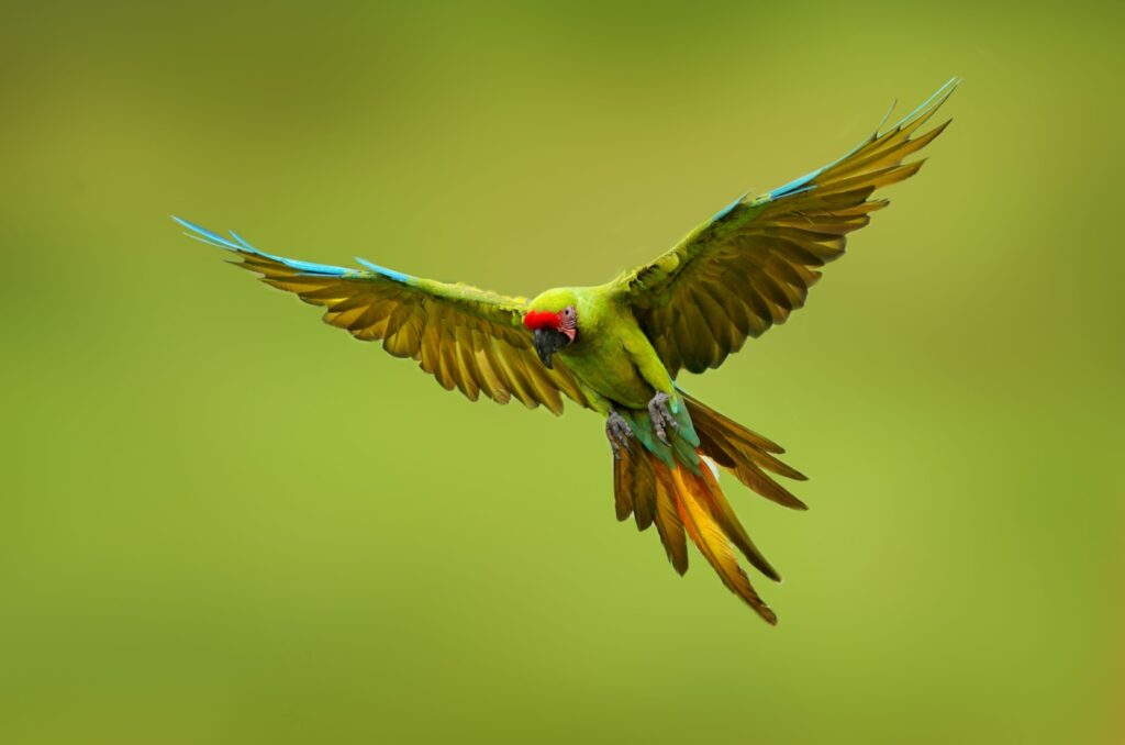 green macaw