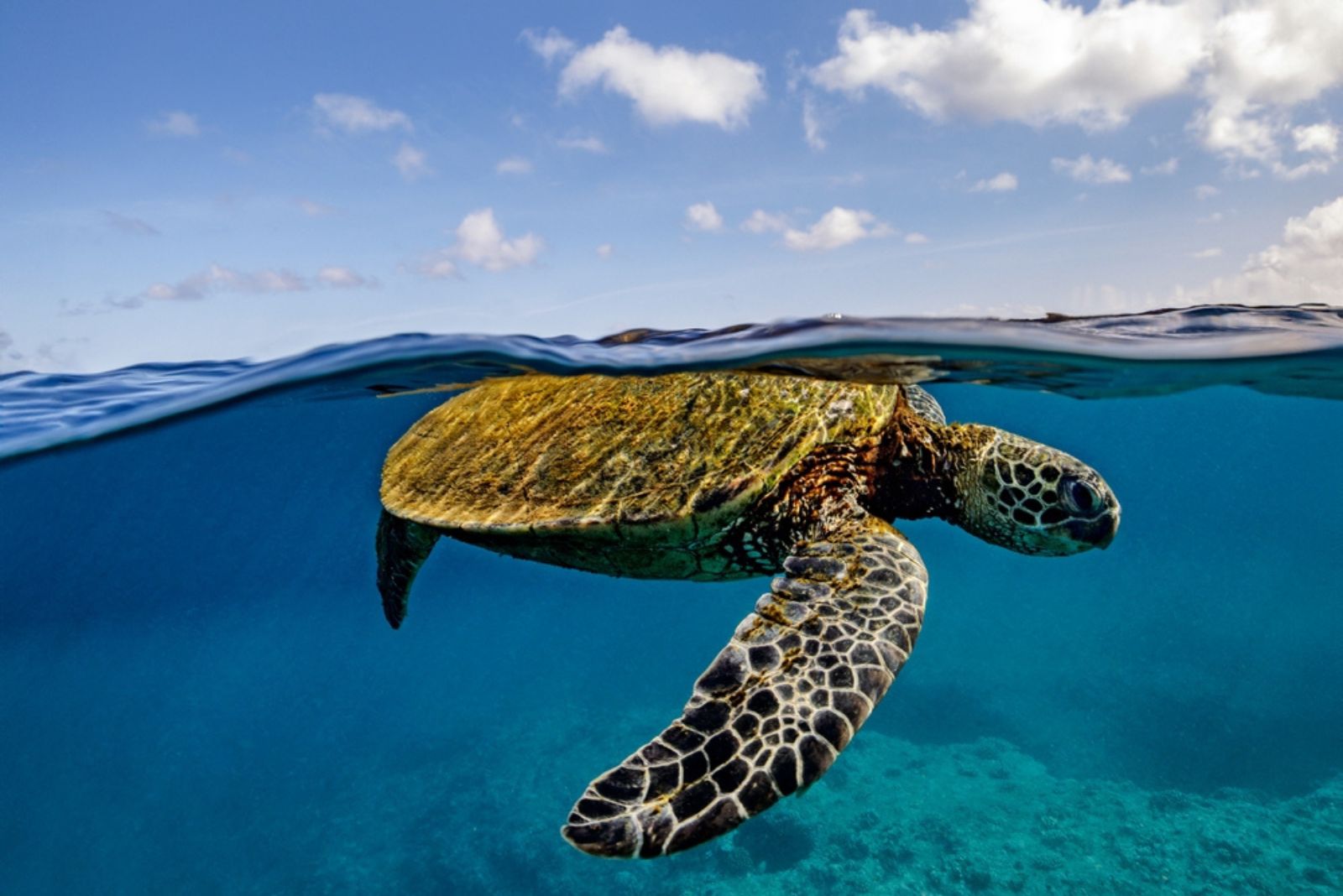 green sea turtle