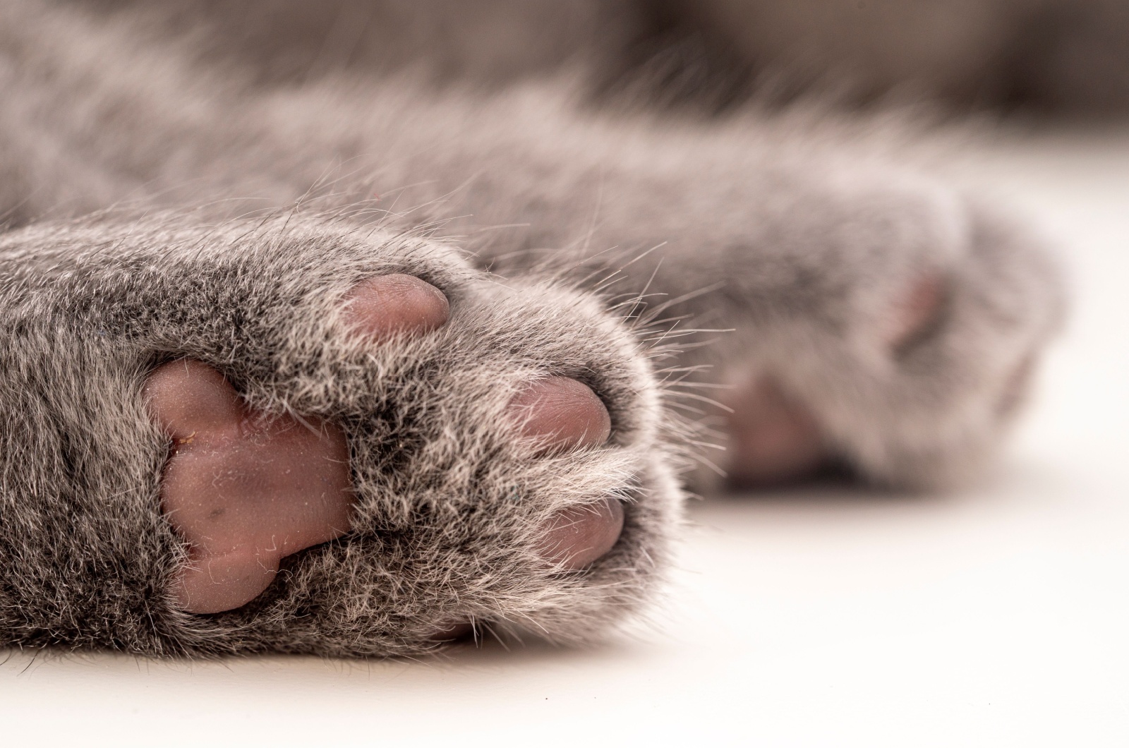 grey cat paw