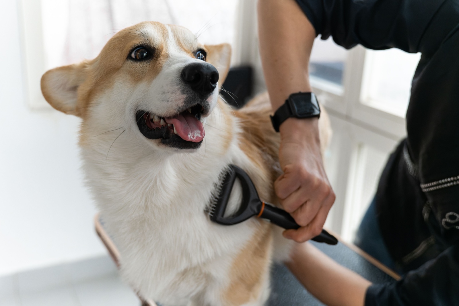 grooming a dog