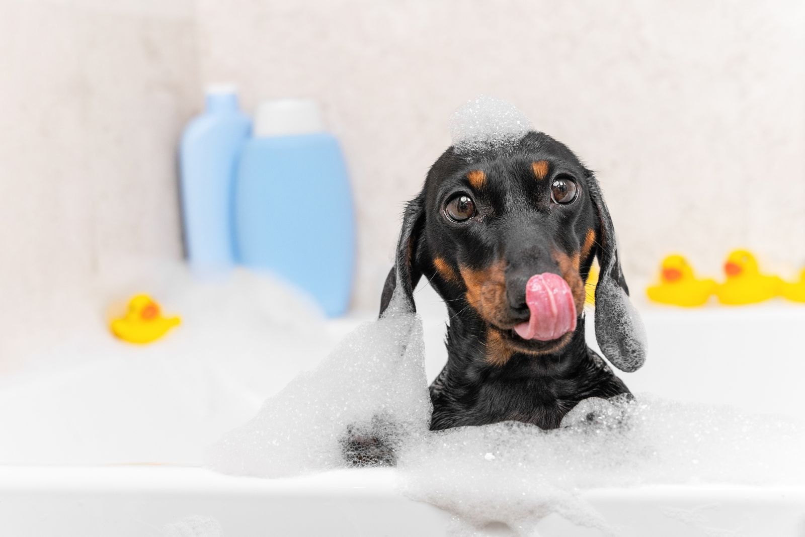 grooming dachshund