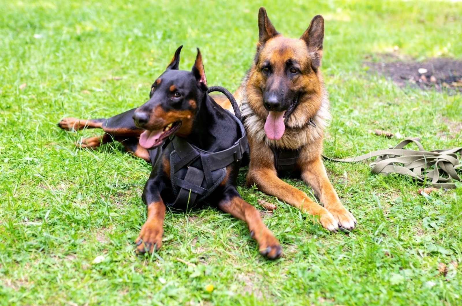 gsd and doberman