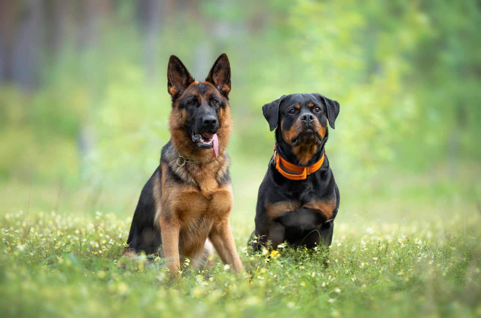 gsd and rottweiler