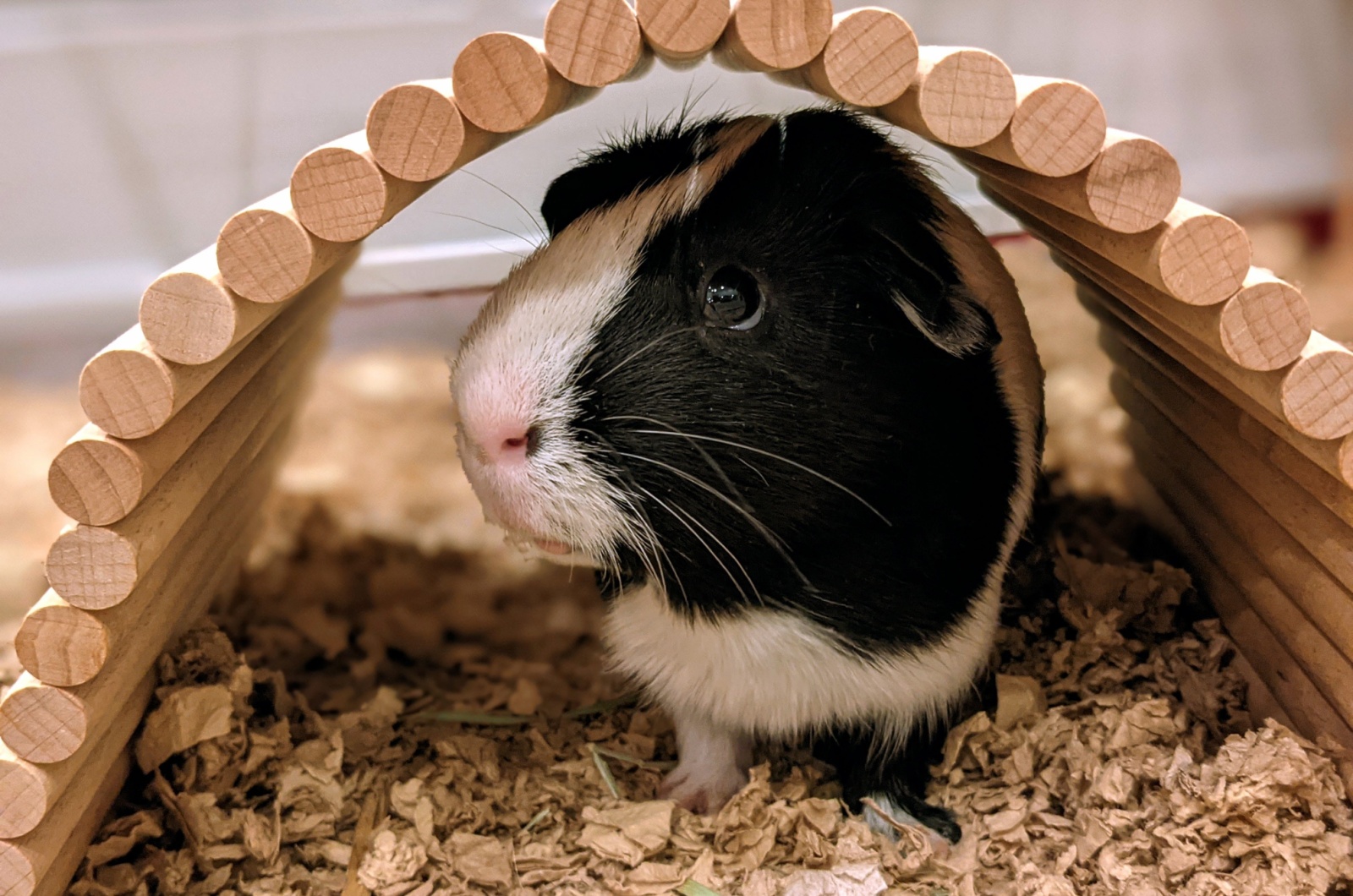 guinea pig