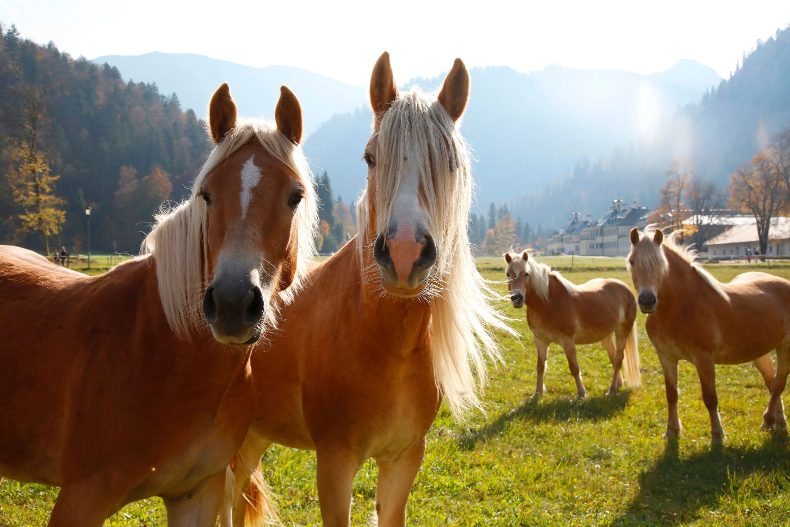 haflinger horses