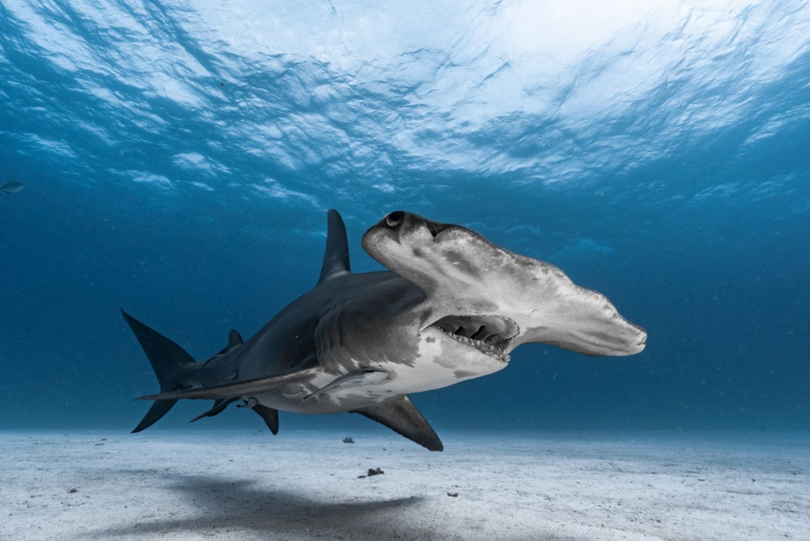 hammerhead shark