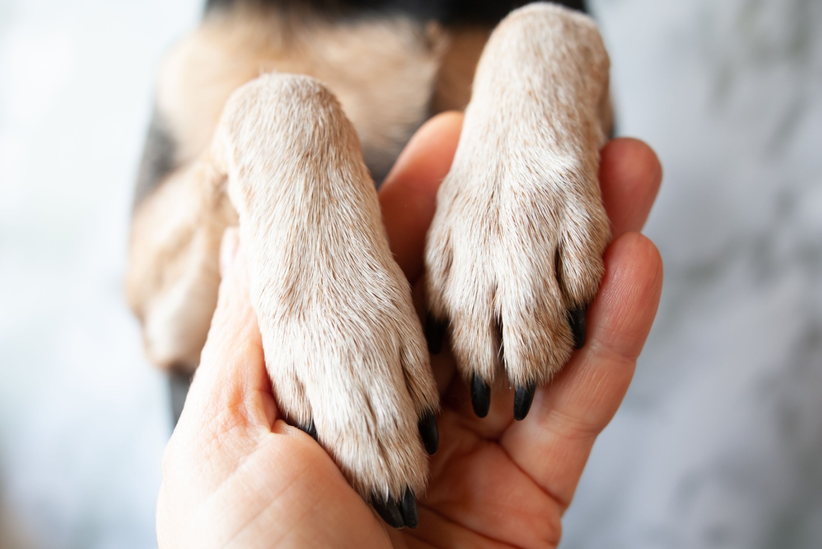 hand holding dog's paws