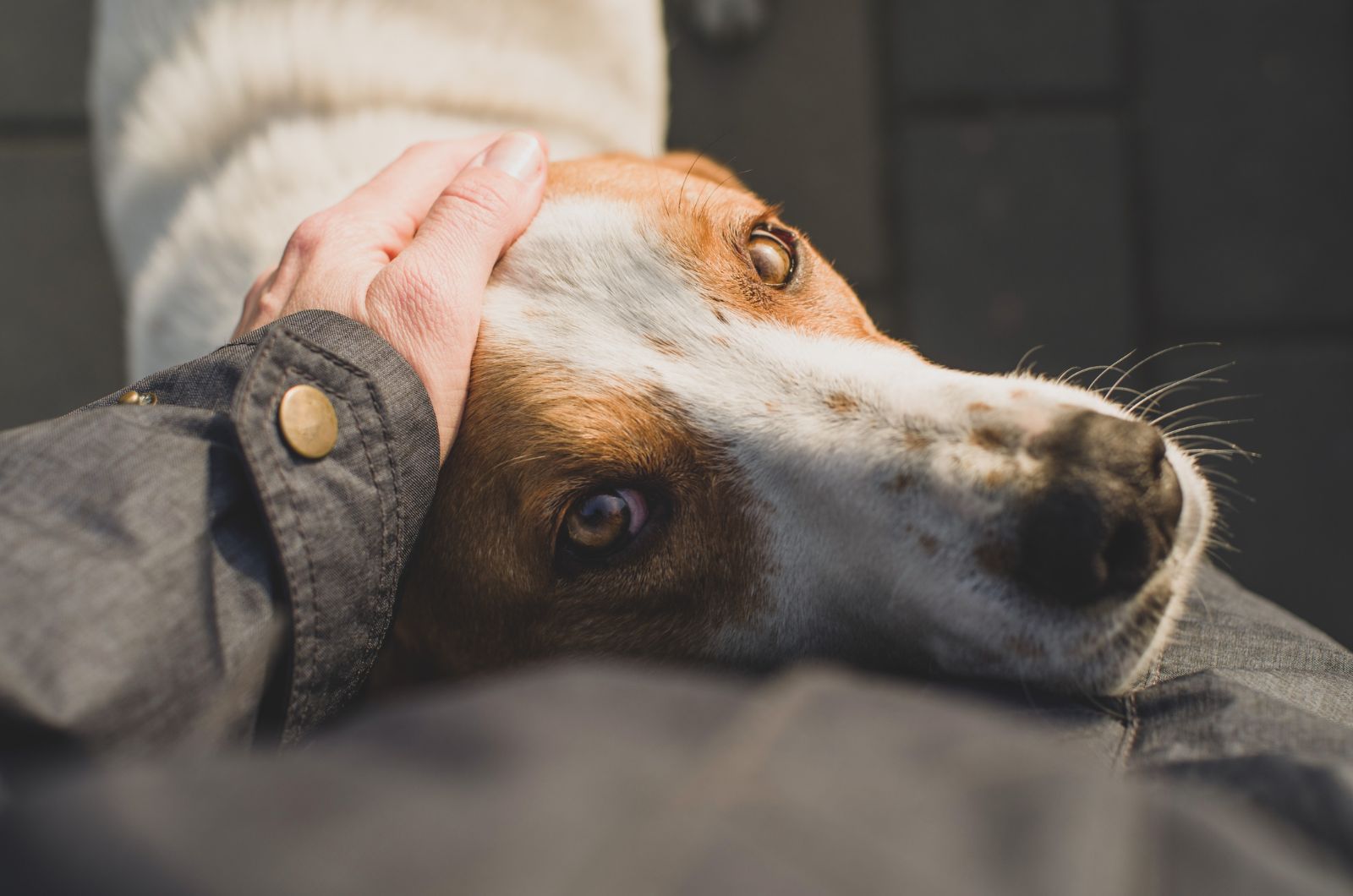 hand petting the dog