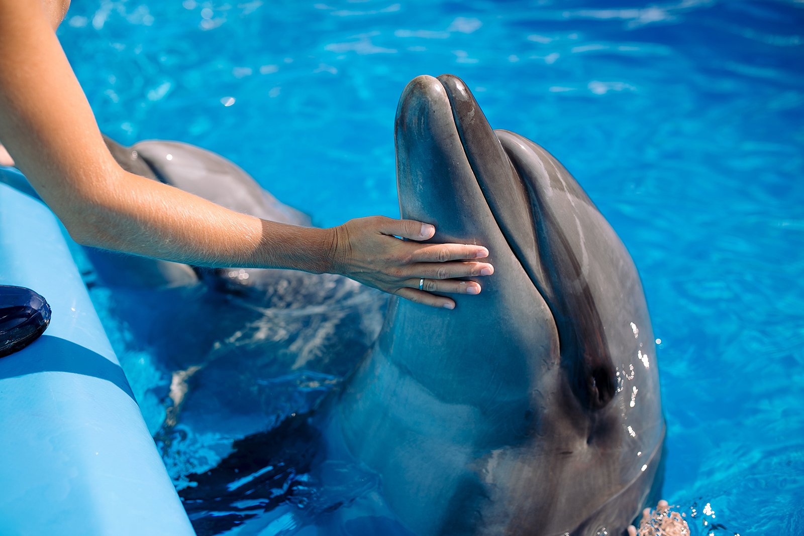 hand touching a dolphin