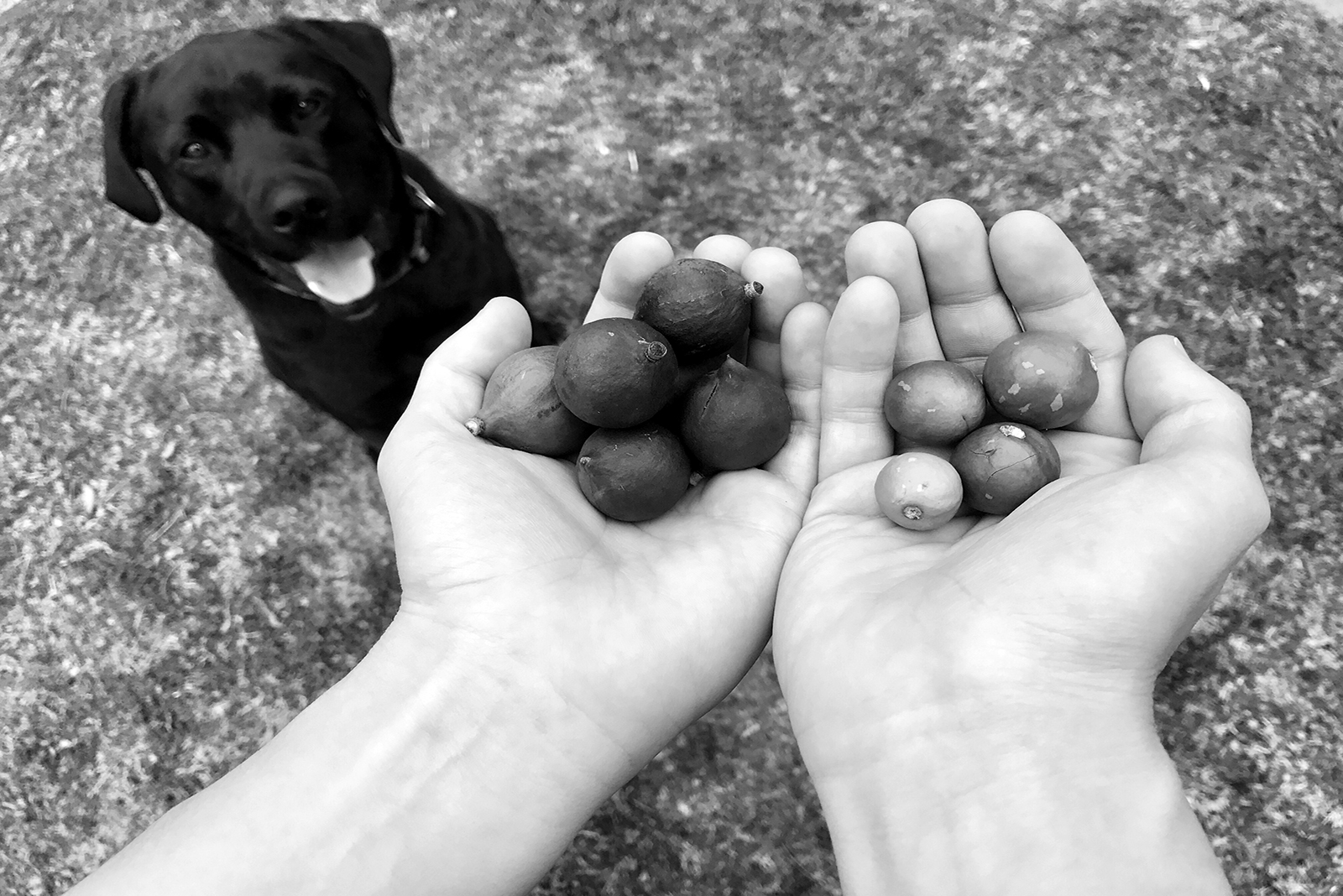 hands holding nuts